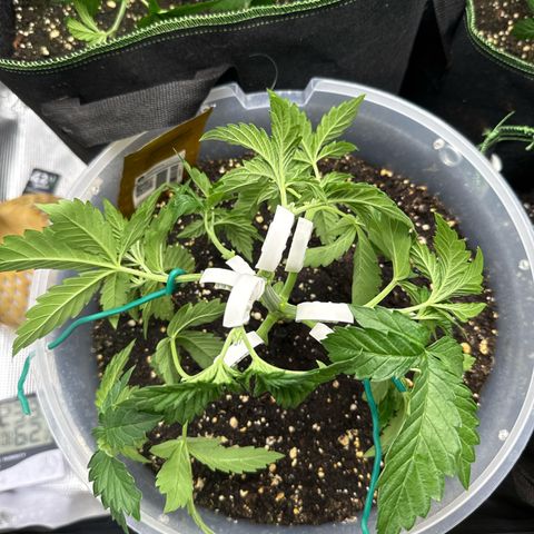 Lemonpaya growlog timeline photo