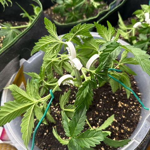 Lemonpaya growlog timeline photo