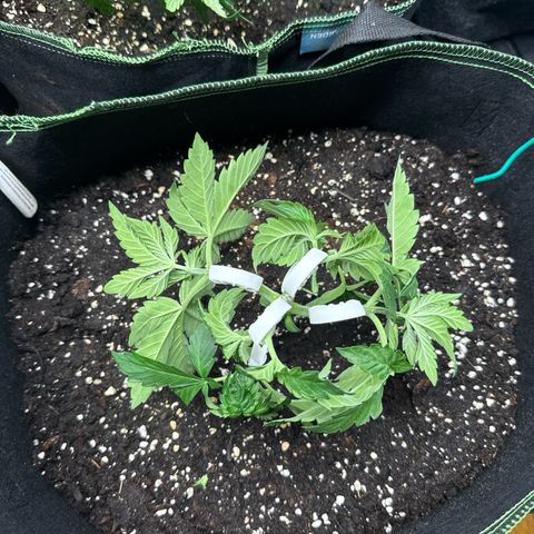 Gorilla Melon growlog timeline photo