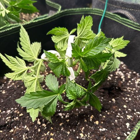Gorilla Melon growlog timeline photo