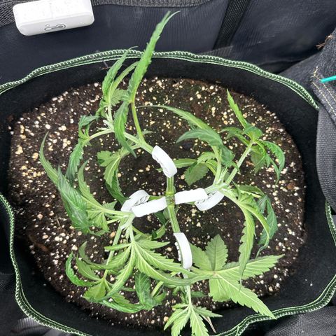 Fat Banana growlog timeline photo