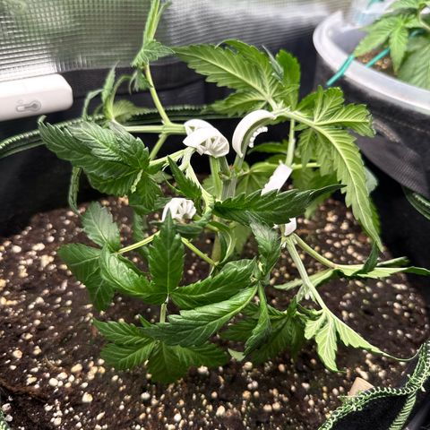 Fat Banana growlog timeline photo