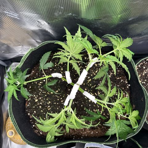 Special Kush #1 growlog timeline photo