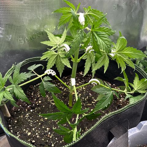 Special Kush #1 growlog timeline photo