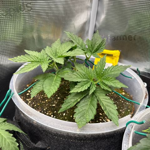 Rainbow Melon growlog timeline photo