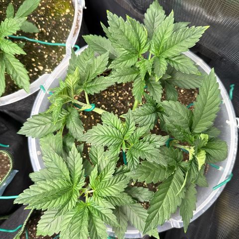 Gorilla Melon growlog timeline photo