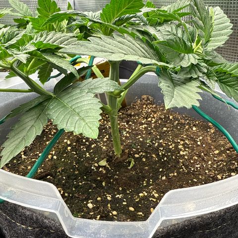 Gorilla Melon growlog timeline photo