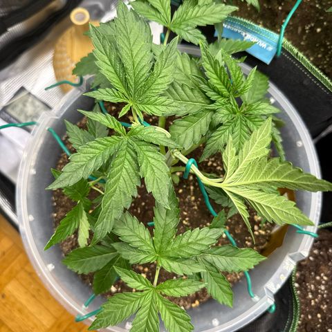 Lemonpaya growlog timeline photo