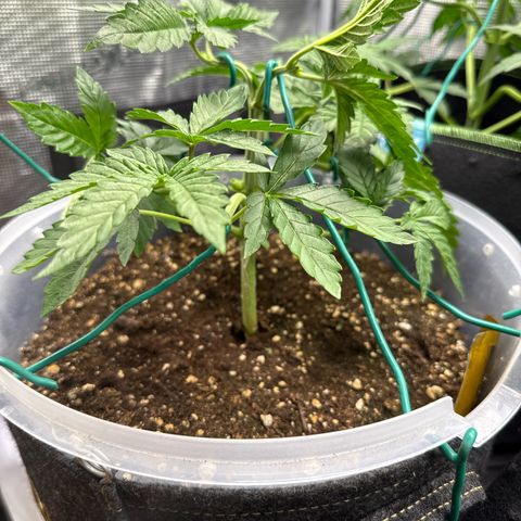 Lemonpaya growlog timeline photo