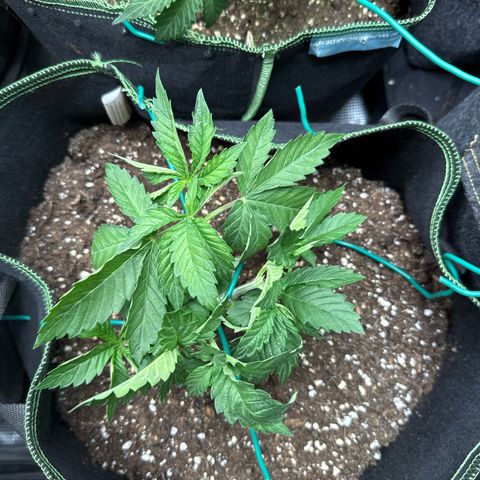Gorilla Melon growlog timeline photo