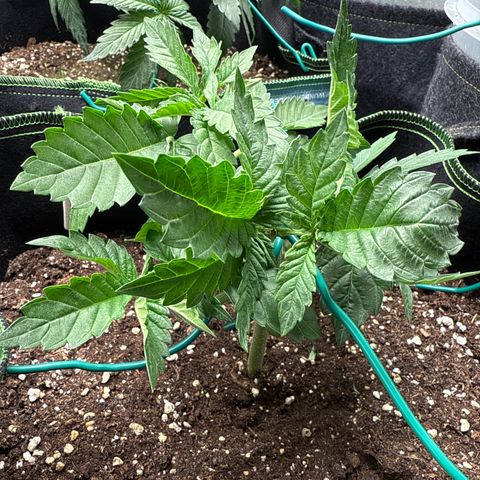 Gorilla Melon growlog timeline photo