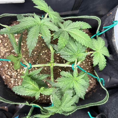 Fat Banana growlog timeline photo