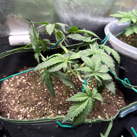 Fat Banana growlog timeline photo