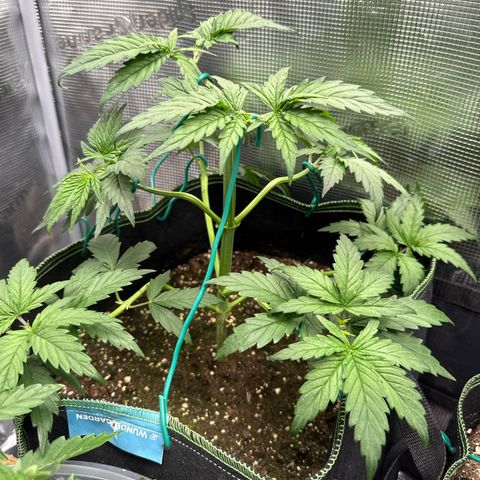 Special Kush #1 growlog timeline photo