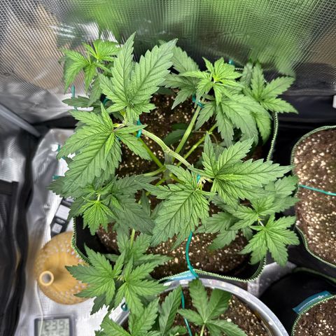 Special Kush #1 growlog timeline photo