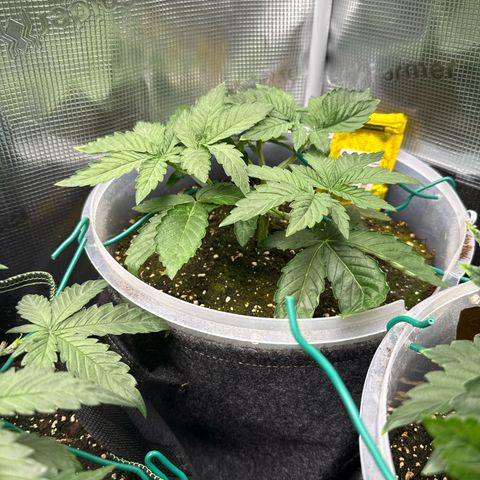 Rainbow Melon growlog timeline photo