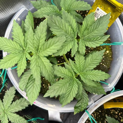 Rainbow Melon growlog timeline photo