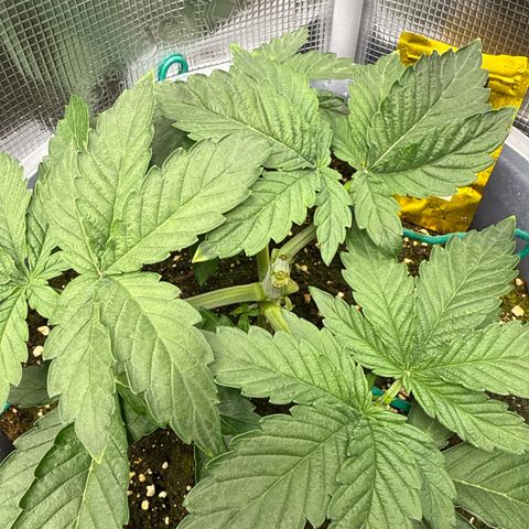 Rainbow Melon growlog timeline photo