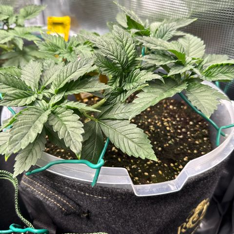 Gorilla Melon growlog timeline photo