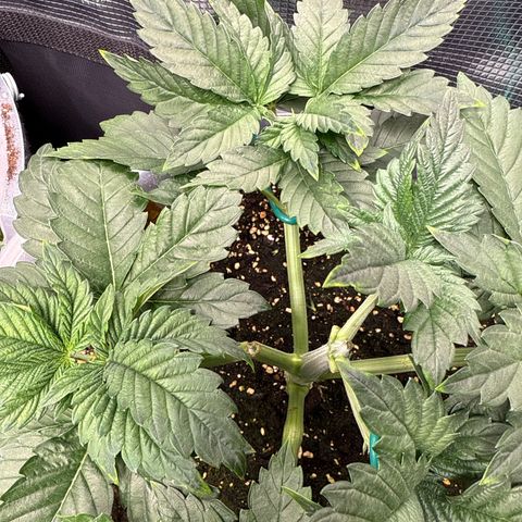 Gorilla Melon growlog timeline photo