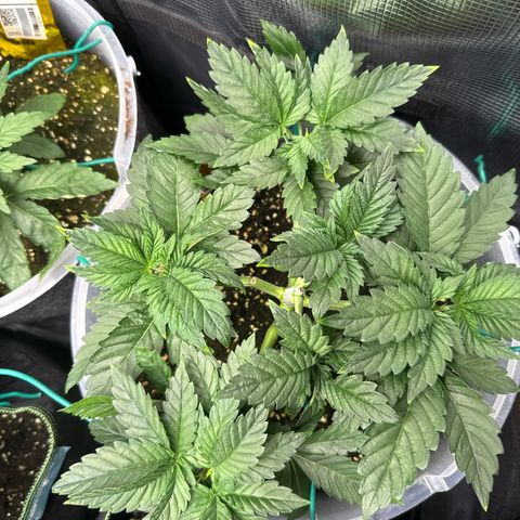 Gorilla Melon growlog timeline photo