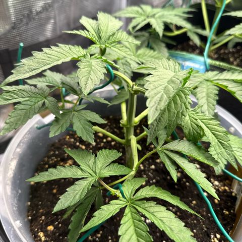 Lemonpaya growlog timeline photo
