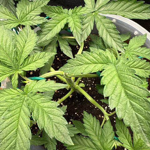 Lemonpaya growlog timeline photo