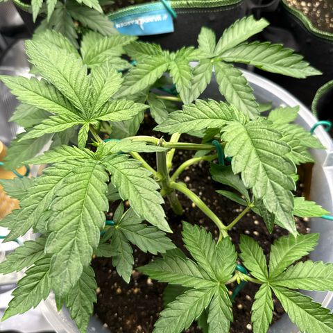 Lemonpaya growlog timeline photo