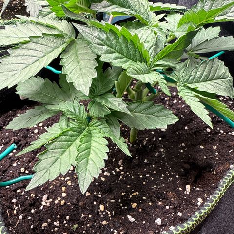 Gorilla Melon growlog timeline photo