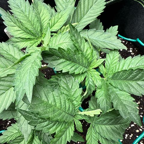 Gorilla Melon growlog timeline photo