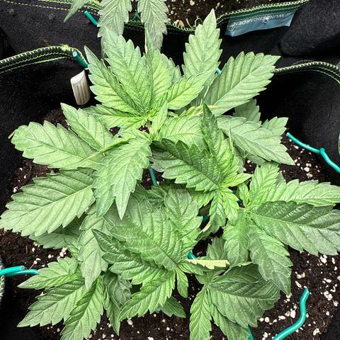 Gorilla Melon growlog timeline photo