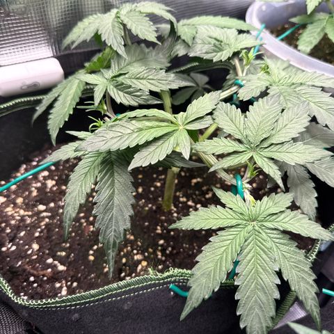 Fat Banana growlog timeline photo