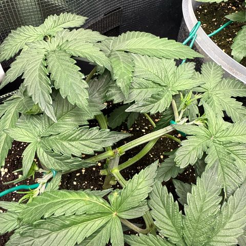 Fat Banana growlog timeline photo
