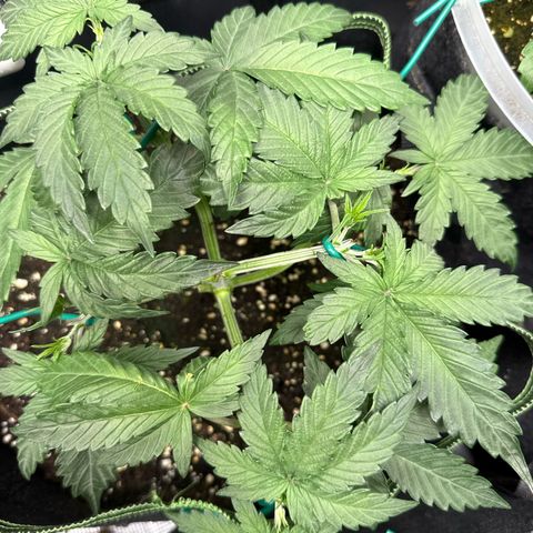 Fat Banana growlog timeline photo