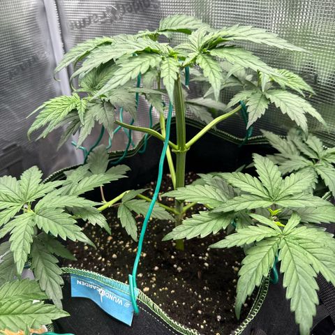 Special Kush #1 growlog timeline photo