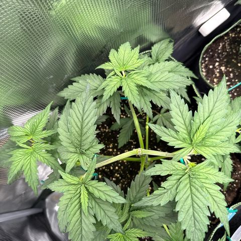 Special Kush #1 growlog timeline photo