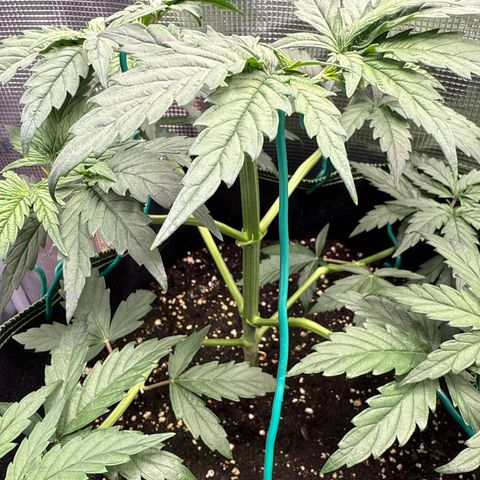 Special Kush #1 growlog timeline photo