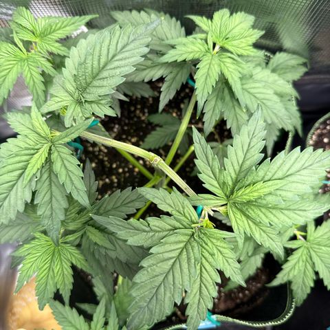 Special Kush #1 growlog timeline photo