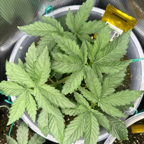 Rainbow Melon growlog timeline photo