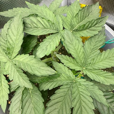 Rainbow Melon growlog timeline photo