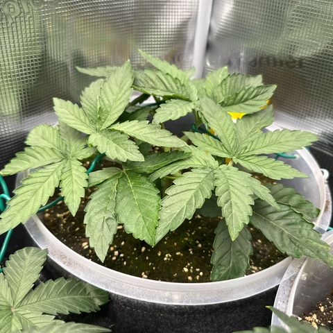 Rainbow Melon growlog timeline photo