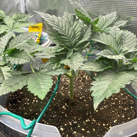 Gorilla Melon growlog timeline photo