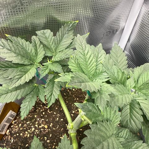 Gorilla Melon growlog timeline photo
