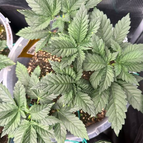 Gorilla Melon growlog timeline photo