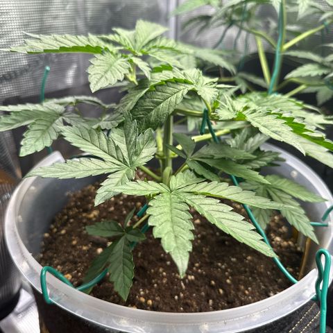 Lemonpaya growlog timeline photo