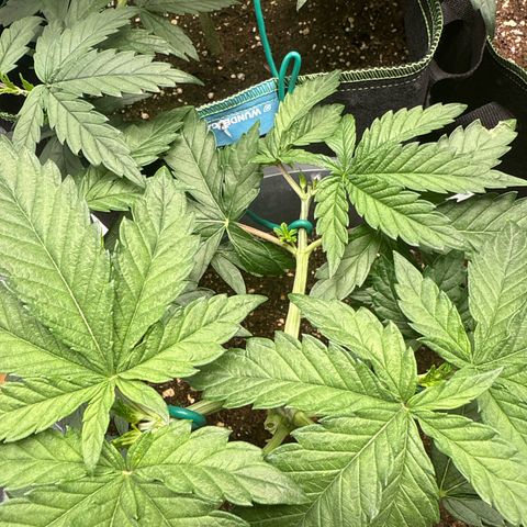 Lemonpaya growlog timeline photo