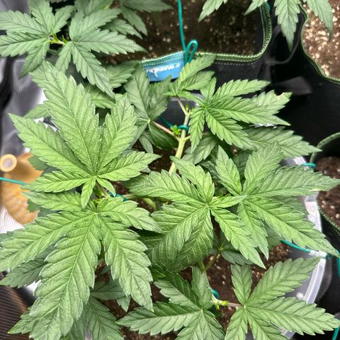 Lemonpaya growlog timeline photo