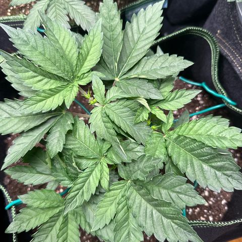 Gorilla Melon growlog timeline photo