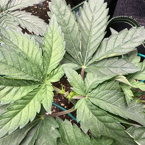 Gorilla Melon growlog timeline photo