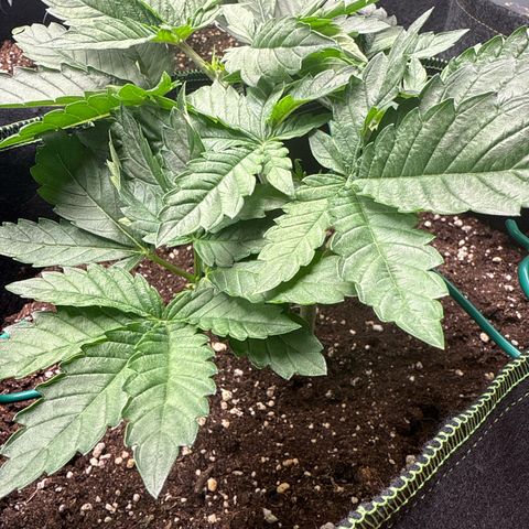 Gorilla Melon growlog timeline photo